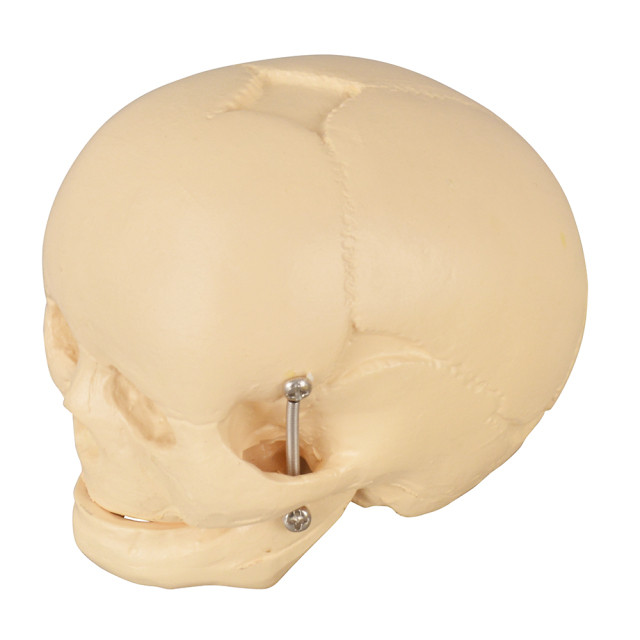Infant Skull Model – Life-Size Newborn Anatomy for Medical Education