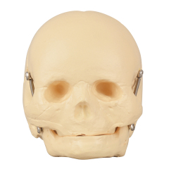 Infant Skull Model – Life-Size Newborn Anatomy for Medical Education