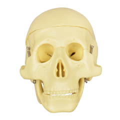 Educational Skull Model with 8-Part Brain for Medical Study