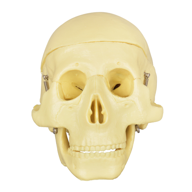Educational Skull Model with 8-Part Brain for Medical Study