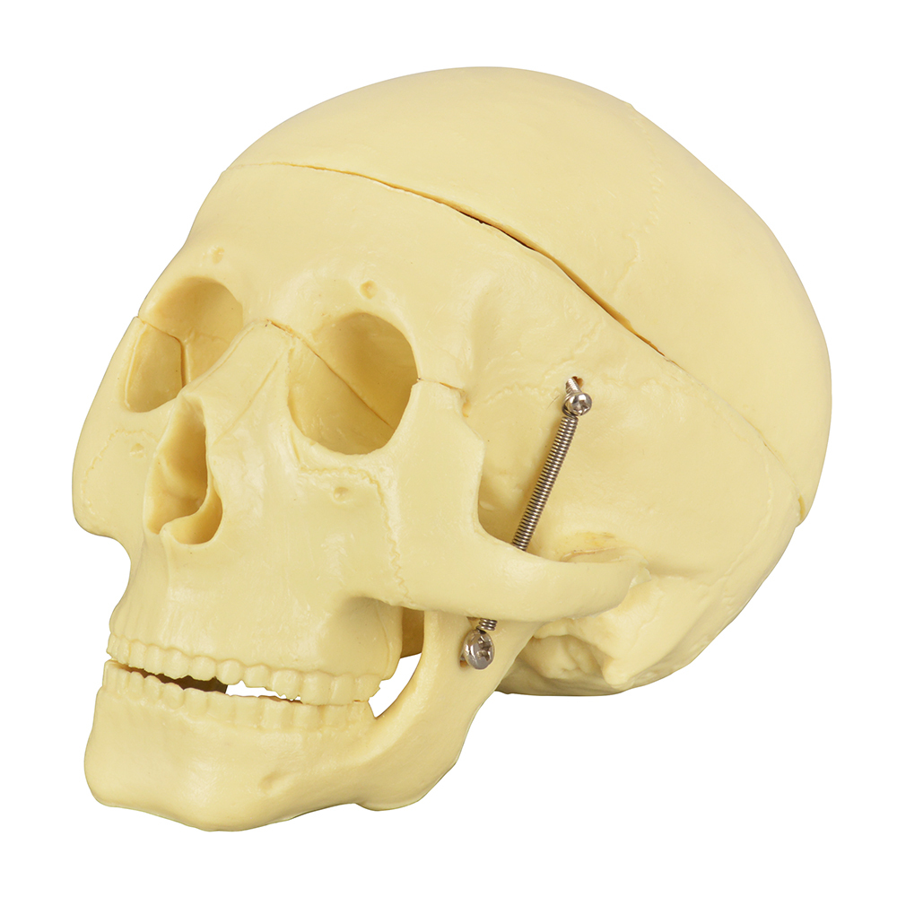 Educational Skull Model with 8-Part Brain for Medical Study