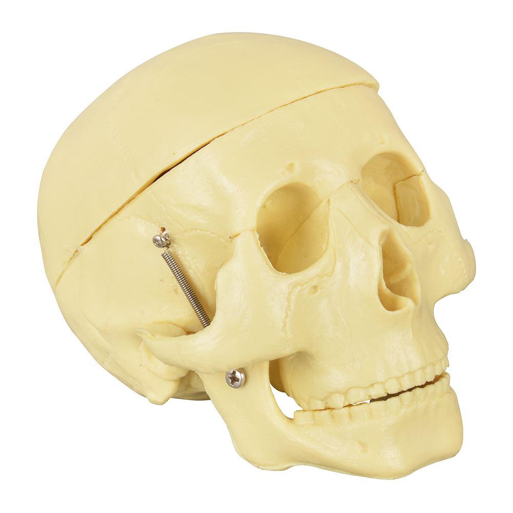Educational Skull Model with 8-Part Brain for Medical Study