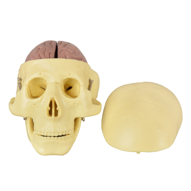 Educational Skull Model with 8-Part Brain for Medical Study