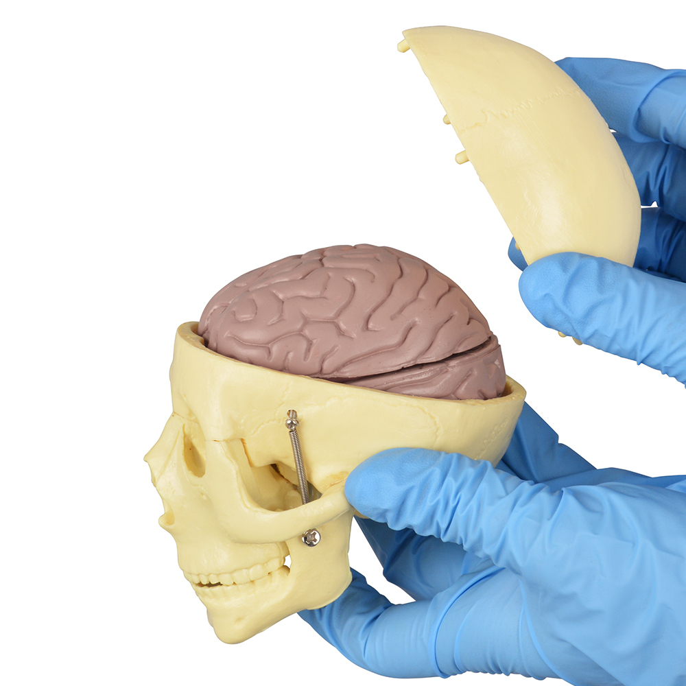Educational Skull Model with 8-Part Brain for Medical Study