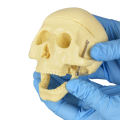 Educational Skull Model with 8-Part Brain for Medical Study