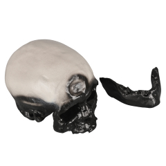 PVC Cromian Black Human Skull Model for Medical Usage in Schools and Hospitals