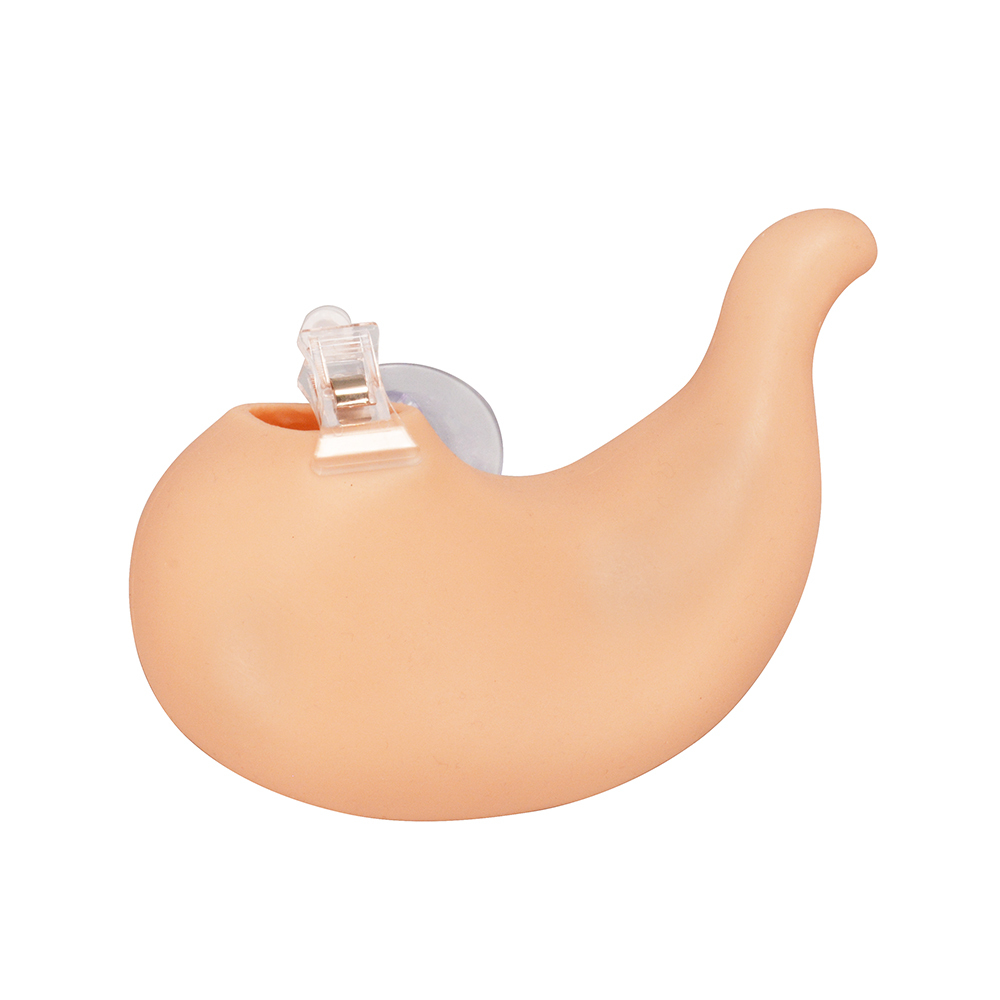 Hollow Stomach Suturing Model
