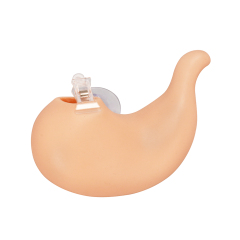 Hollow Stomach Suturing Model