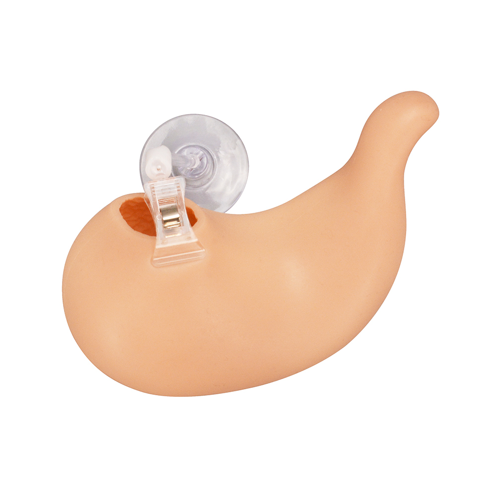Hollow Stomach Suturing Model