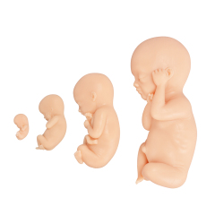 Male Fetal Model