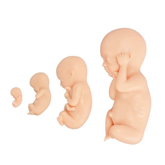 Male Fetal Model