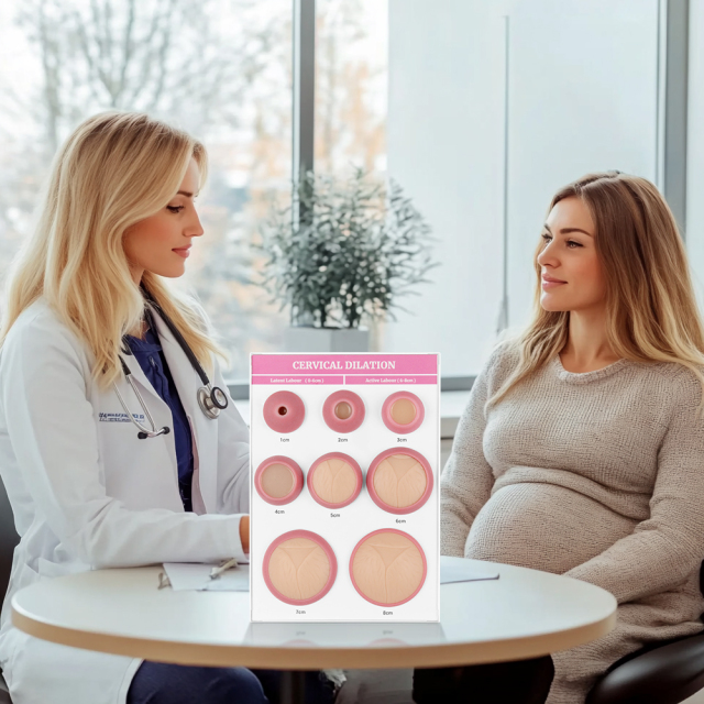 Cervical Dilation Model, 1-8 cm