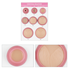 Cervical Dilation Model, 1-8 cm