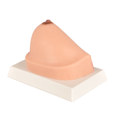 Normal Breast Cross-Section Model
