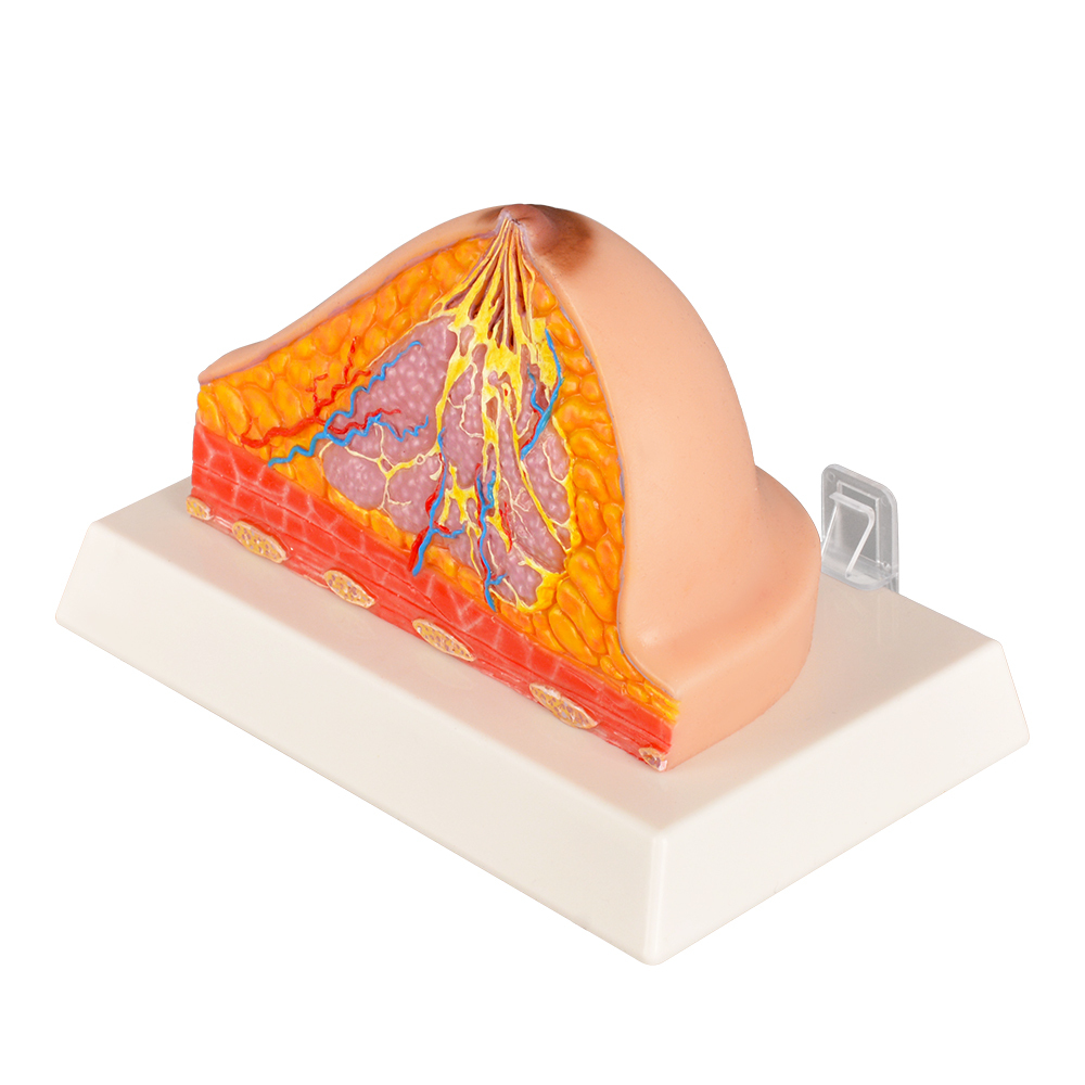 Normal Breast Cross-Section Model