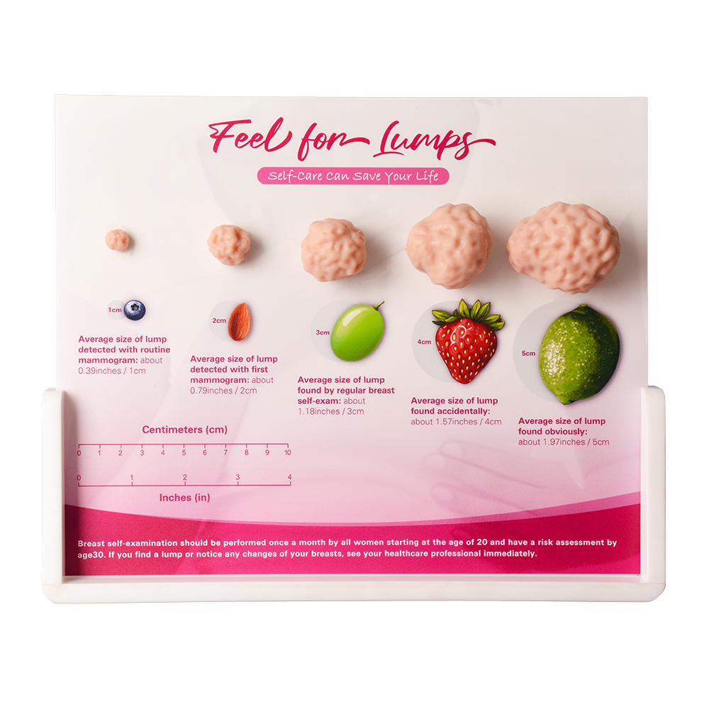 Breast Lumps Display Model