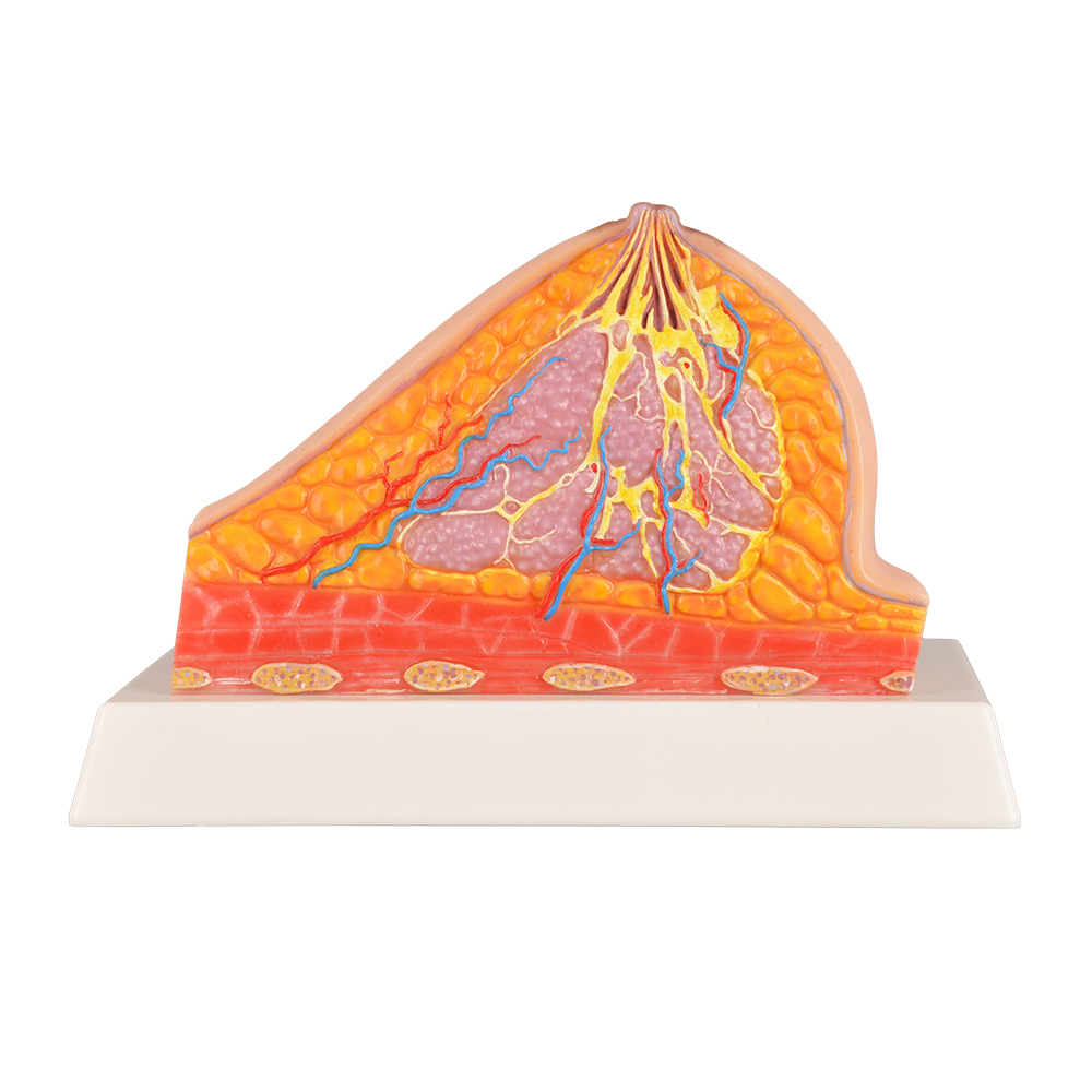 Normal Breast Cross-Section Model