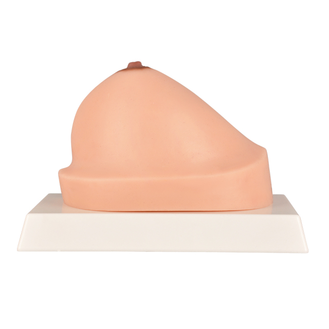 Normal Breast Cross-Section Model