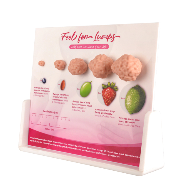 Breast Lumps Display Model