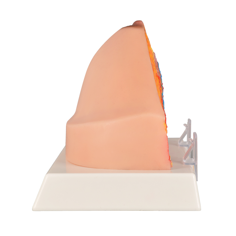 Normal Breast Cross-Section Model