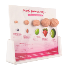 Breast Lumps Display Model
