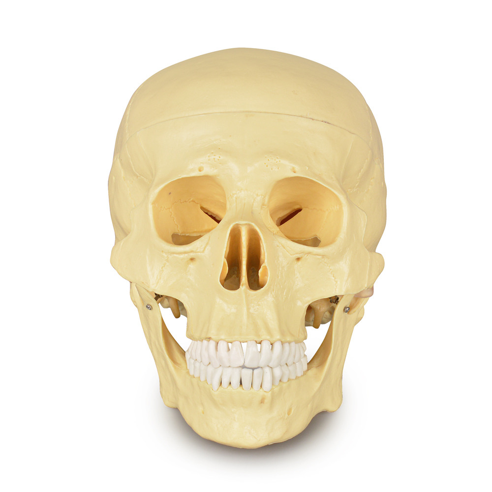 Adult Skull Anatomical Model