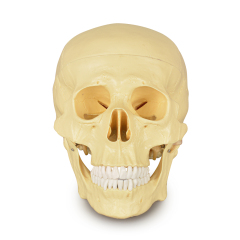 Adult Skull Anatomical Model