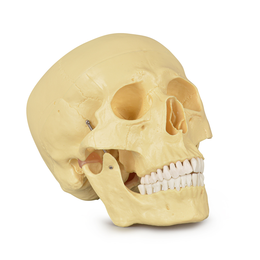 Adult Skull Anatomical Model