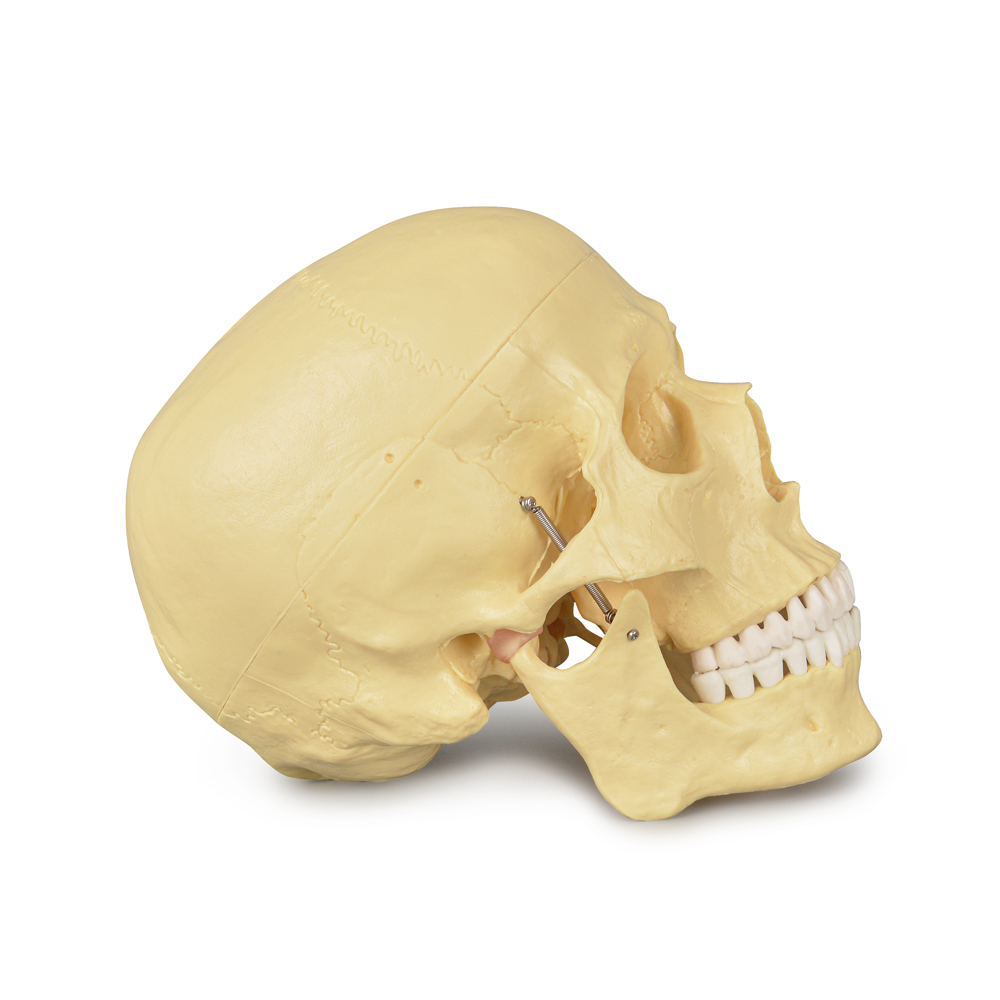 Adult Skull Anatomical Model