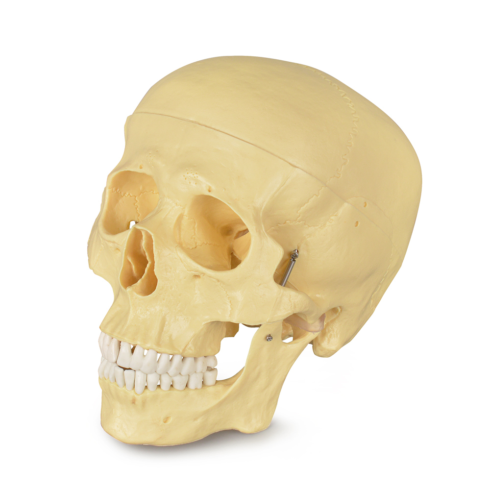 Adult Skull Anatomical Model