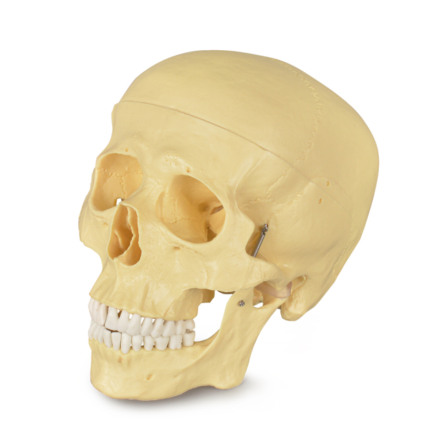 Adult Skull Anatomical Model