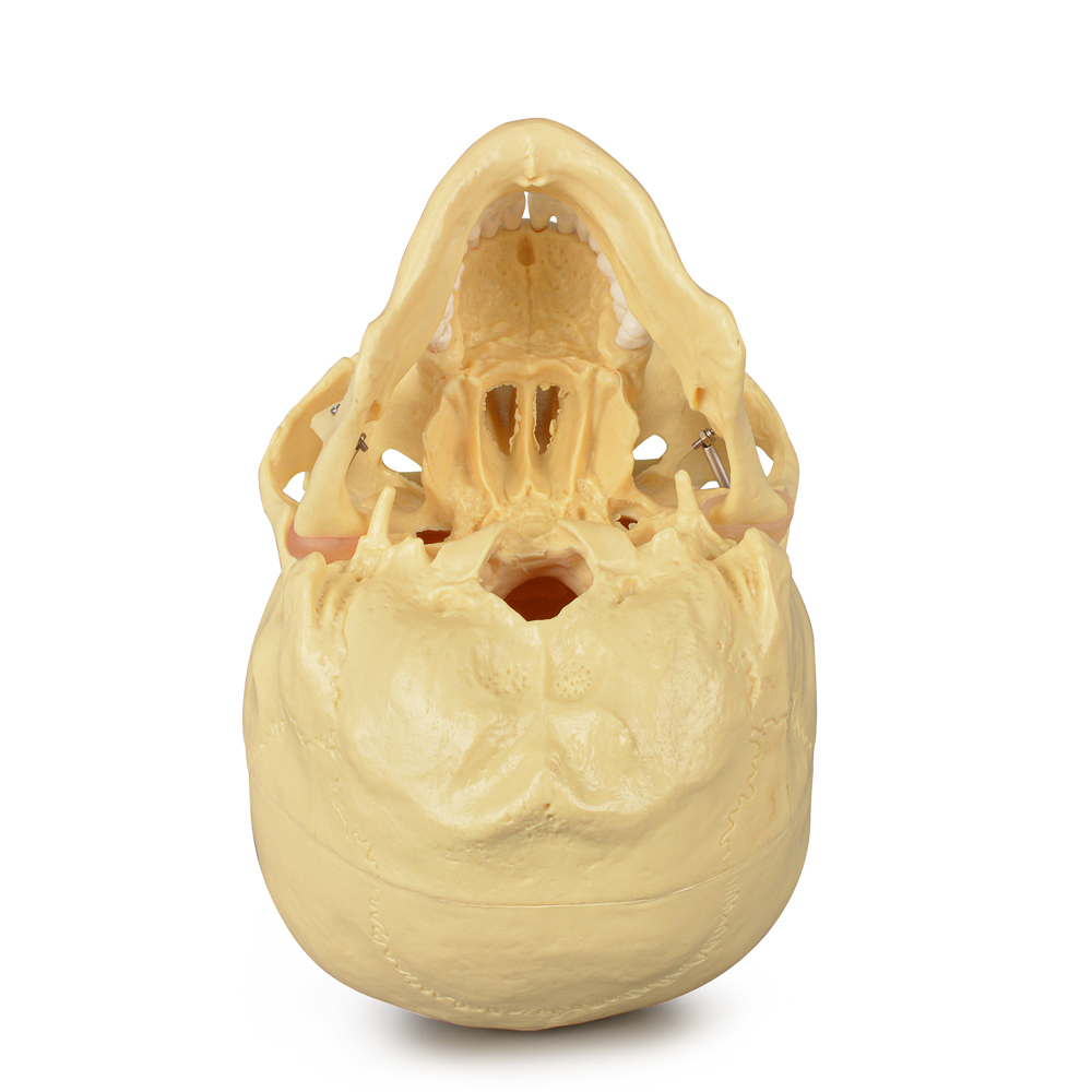 Adult Skull Anatomical Model