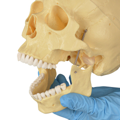 Adult Skull Anatomical Model