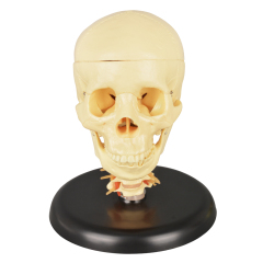 Medical Skull with Cervical Spine Model
