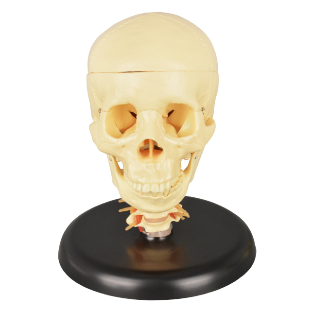 Medical Skull with Cervical Spine Model