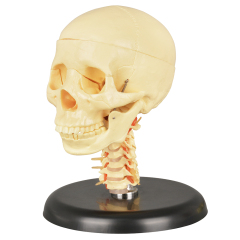 Medical Skull with Cervical Spine Model