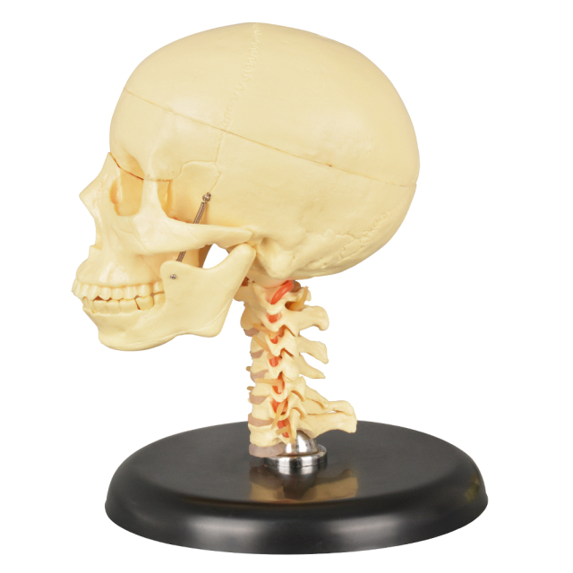 Medical Skull with Cervical Spine Model