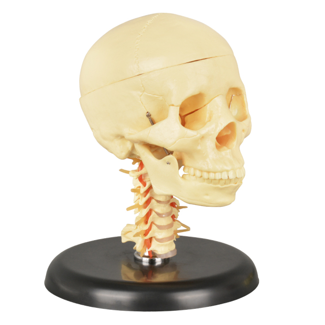 Medical Skull with Cervical Spine Model