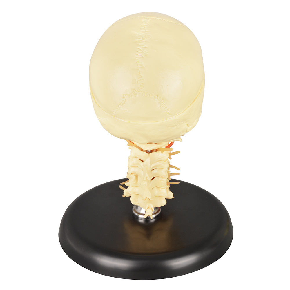 Medical Skull with Cervical Spine Model