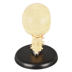 Medical Skull with Cervical Spine Model