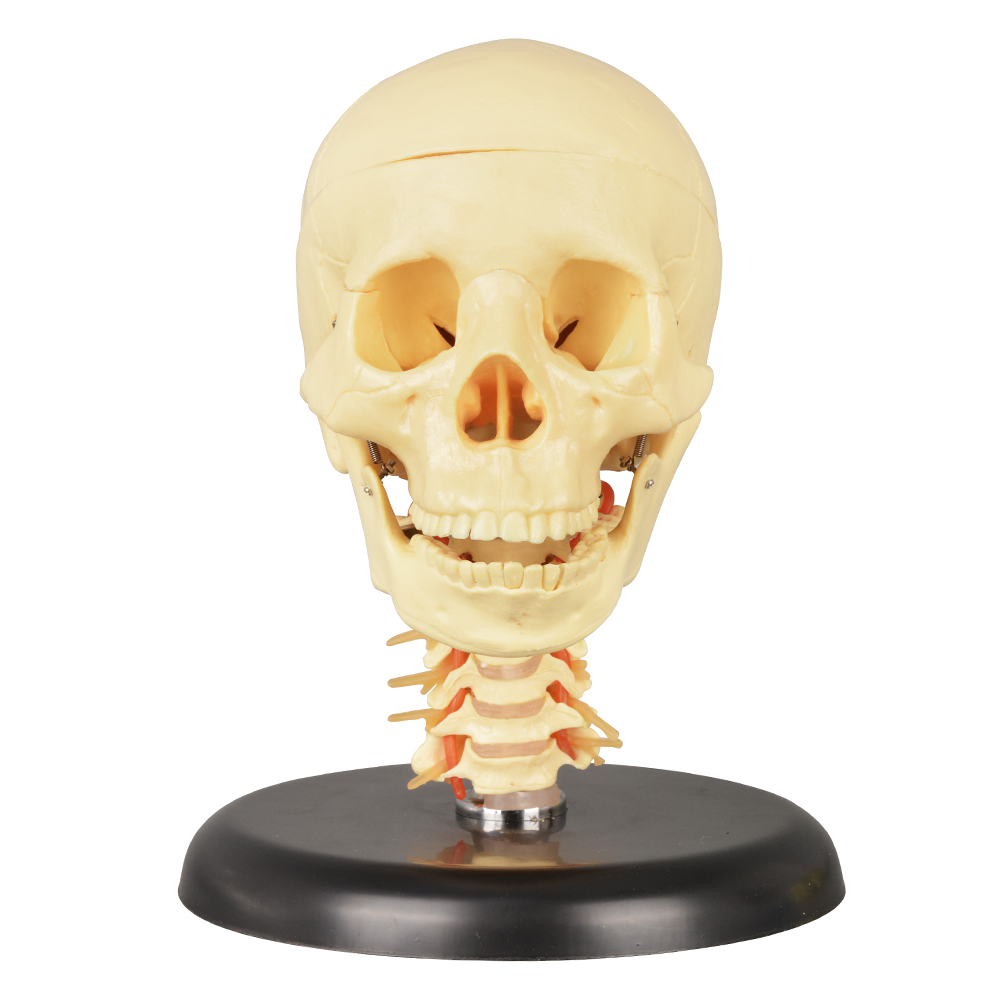 Medical Skull with Cervical Spine Model