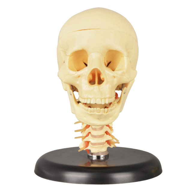 Medical Skull with Cervical Spine Model