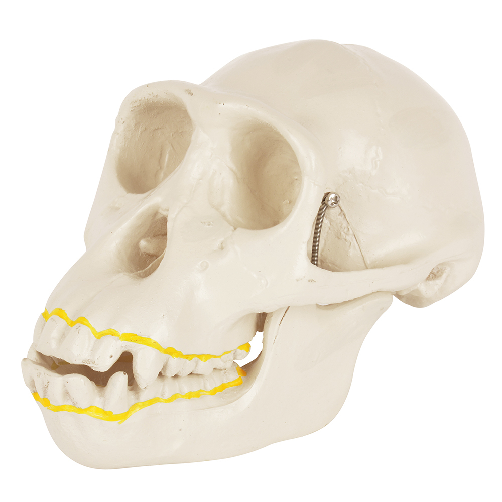 Chimpanzee Skull Model