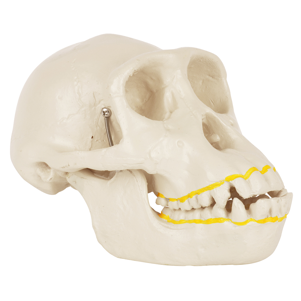 Chimpanzee Skull Model