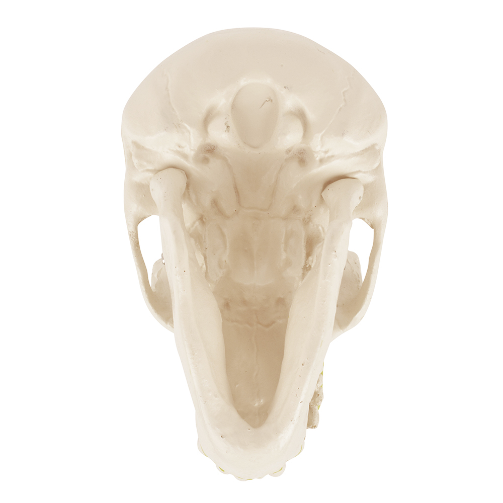 Chimpanzee Skull Model