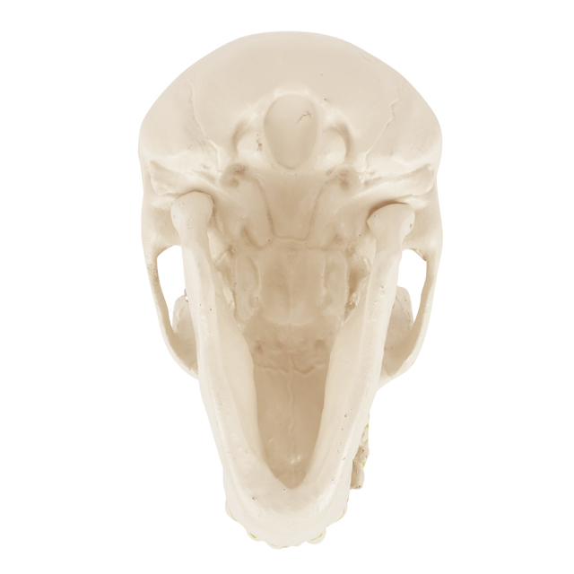 Chimpanzee Skull Model
