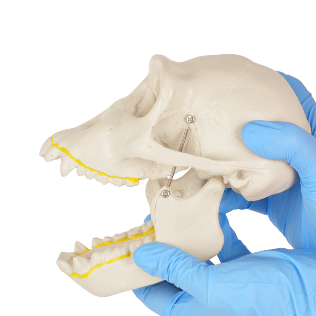 Chimpanzee Skull Model
