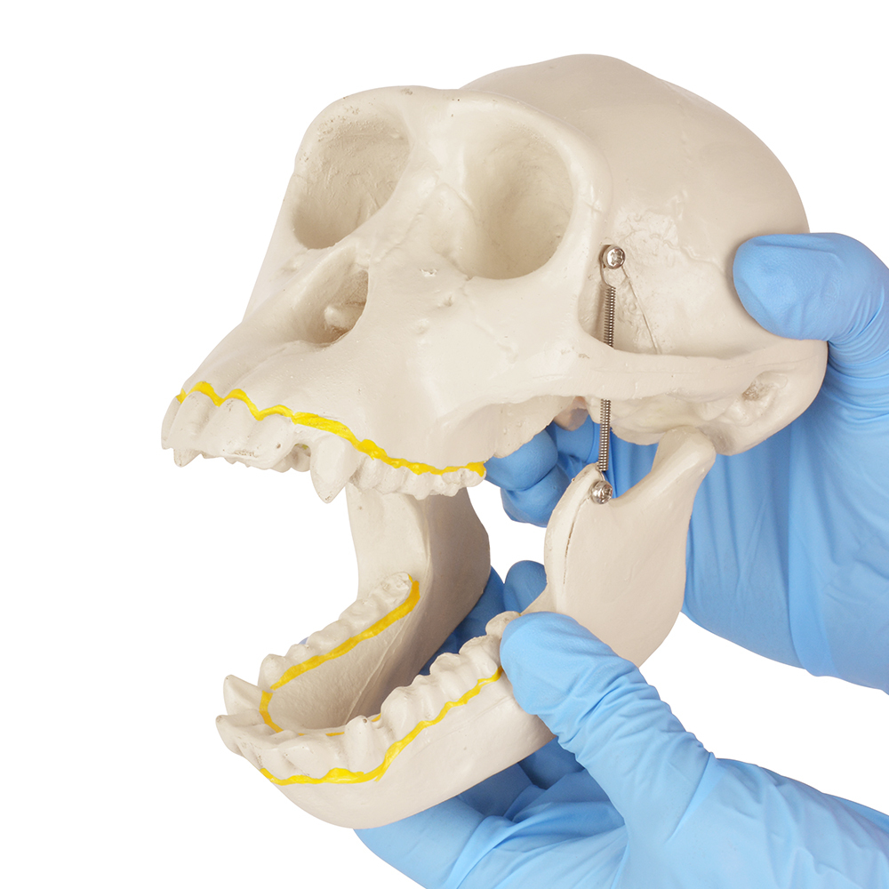 Chimpanzee Skull Model