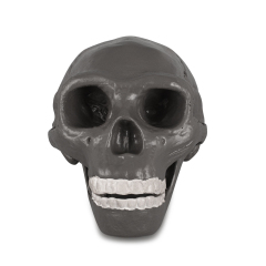 Peking Man Skull Model