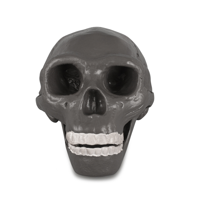 Peking Man Skull Model